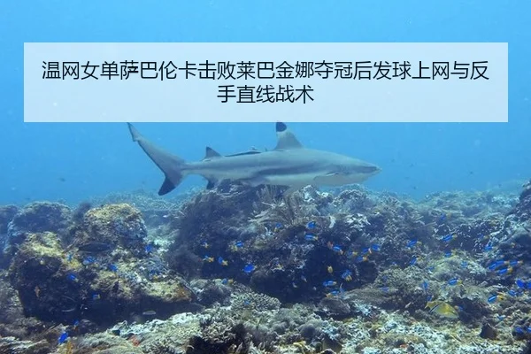 温网女单萨巴伦卡击败莱巴金娜夺冠后发球上网与反手直线战术